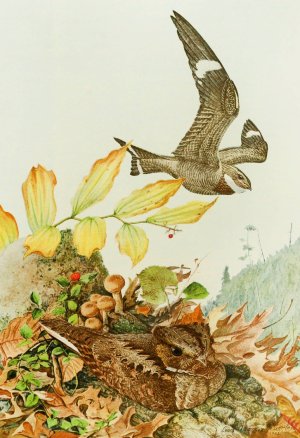Nighthawk,Whip-Poor-Will by Louis Agassiz Fuertes Oil Painting