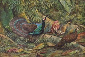 Palawan Peacock Pheasant by Louis Agassiz Fuertes Oil Painting