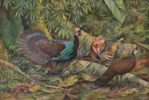 Palawan Peacock Pheasant by Louis Agassiz Fuertes Oil Painting