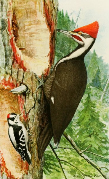 Pileated Woodpecker, Downy Woodpecker  by Louis Agassiz Fuertes - Hand-Painted Oil Painting Reproduction