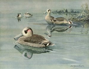 Pink-Eared Duck by Louis Agassiz Fuertes Oil Painting