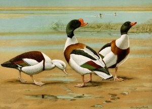 Radjah Sheldrake, Common Sheldrake by Louis Agassiz Fuertes Oil Painting