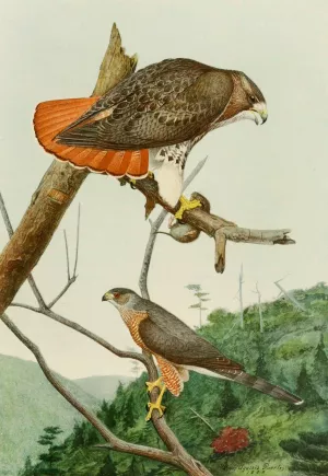 Red-Tailed Hawk, Cooper's Hawk by Louis Agassiz Fuertes Oil Painting