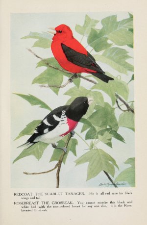 Redcoat the Scarlet Tanager, Rosebreast the Grosbeak Oil painting by Louis Agassiz Fuertes
