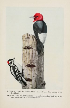 Redhead the Woodpecker, Downy the Woodpecker by Louis Agassiz Fuertes Oil Painting