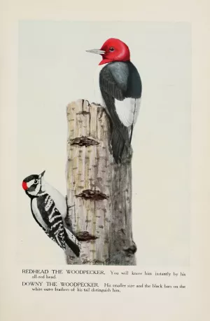 Redhead the Woodpecker, Downy the Woodpecker Oil painting by Louis Agassiz Fuertes
