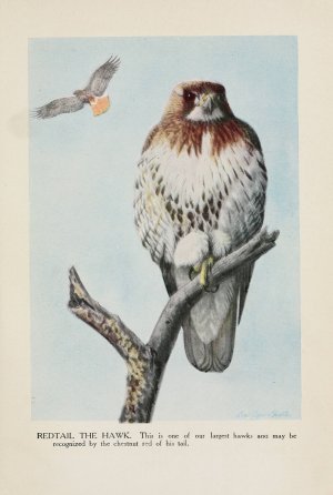 Redtail the Hawk by Louis Agassiz Fuertes Oil Painting
