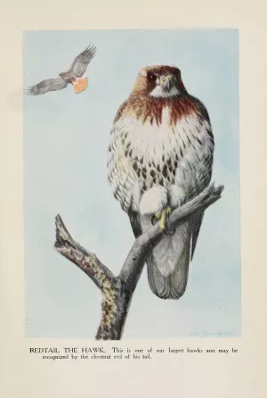 Redtail the Hawk by Louis Agassiz Fuertes Oil Painting