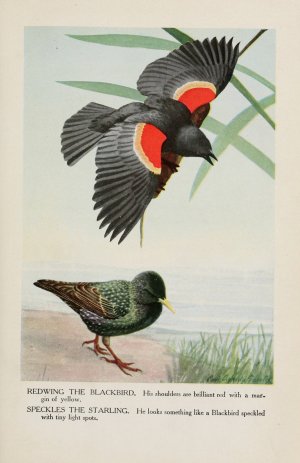 Redwing the Blackbird, Speckles the Starling by Louis Agassiz Fuertes Oil Painting