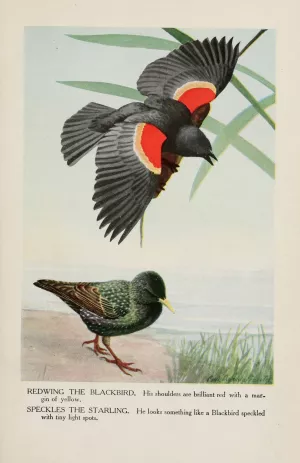 Redwing the Blackbird, Speckles the Starling by Louis Agassiz Fuertes Oil Painting