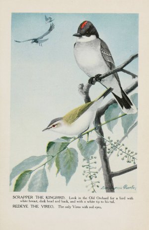 Scrapper the Kingbird, Redeye the Vireo by Louis Agassiz Fuertes Oil Painting