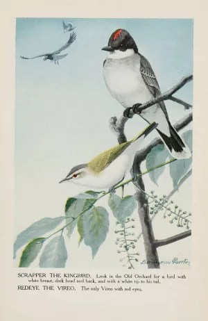 Scrapper the Kingbird, Redeye the Vireo by Louis Agassiz Fuertes Oil Painting