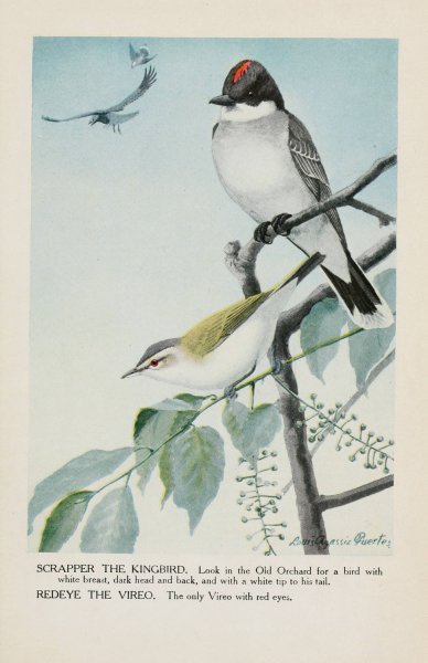 Main Product Photo of Scrapper the Kingbird, Redeye the Vireo  Painting by Louis Agassiz Fuertes
