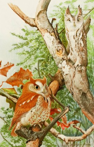 Screech Owl by Louis Agassiz Fuertes Oil Painting
