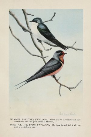 Skimmer the Tree Swallow, Forktail the Barn Swallow by Louis Agassiz Fuertes Oil Painting