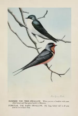 Skimmer the Tree Swallow, Forktail the Barn Swallow by Louis Agassiz Fuertes Oil Painting
