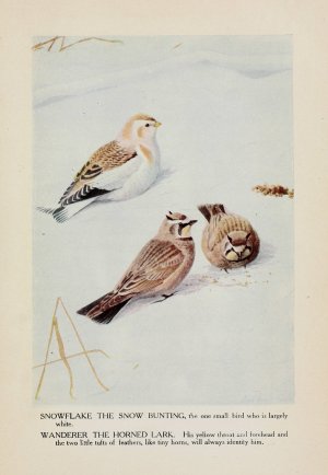 Snowflake the Snow Bunting, Wanderer the Horned Lark by Louis Agassiz Fuertes Oil Painting