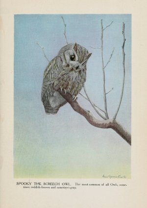 Spooky the Screech Owl Oil painting by Louis Agassiz Fuertes
