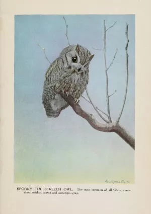 Spooky the Screech Owl by Louis Agassiz Fuertes Oil Painting