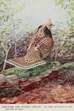 Strutter the Ruffed Grouse by Louis Agassiz Fuertes Oil Painting