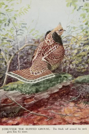 Strutter the Ruffed Grouse by Louis Agassiz Fuertes Oil Painting