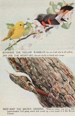 Sunshine the Yellow Warbler, Zee-Zee the Redstart, Seep-Seep the Brown Creeper by Louis Agassiz Fuertes Oil Painting
