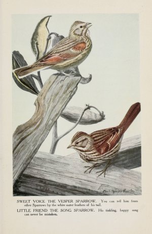 Sweet Voice the Vesper Sparrow, Little Friend the Song Sparrow by Louis Agassiz Fuertes Oil Painting