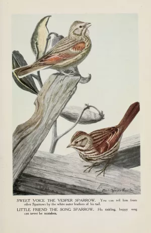 Sweet Voice the Vesper Sparrow, Little Friend the Song Sparrow by Louis Agassiz Fuertes Oil Painting
