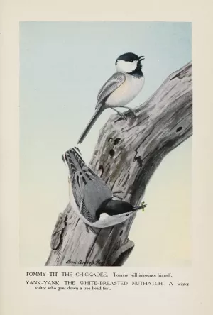 Tommy Tit the Chickadee, Yank-Yank the White-Breasted Nuthatch by Louis Agassiz Fuertes Oil Painting
