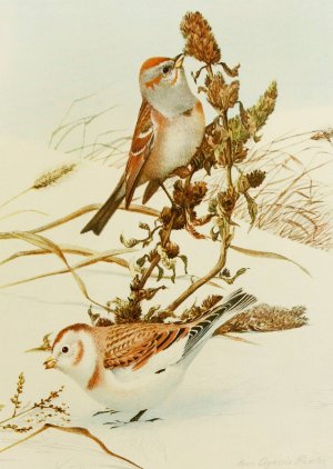 Tree Sparrow,Snowflake Oil painting by Louis Agassiz Fuertes