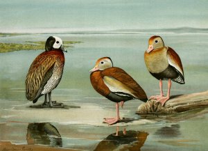 White-Faced Tree Duck, Black-Bellied Tree Duck, Gray-Breasted Tree Duck Oil painting by Louis Agassiz Fuertes