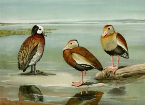 White-Faced Tree Duck, Black-Bellied Tree Duck, Gray-Breasted Tree Duck by Louis Agassiz Fuertes Oil Painting