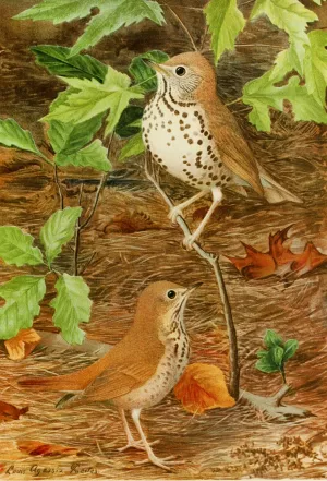Wood Thrush,Hermit Thrush Oil painting by Louis Agassiz Fuertes