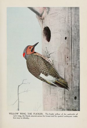Yellow Wing the Flicker by Louis Agassiz Fuertes Oil Painting