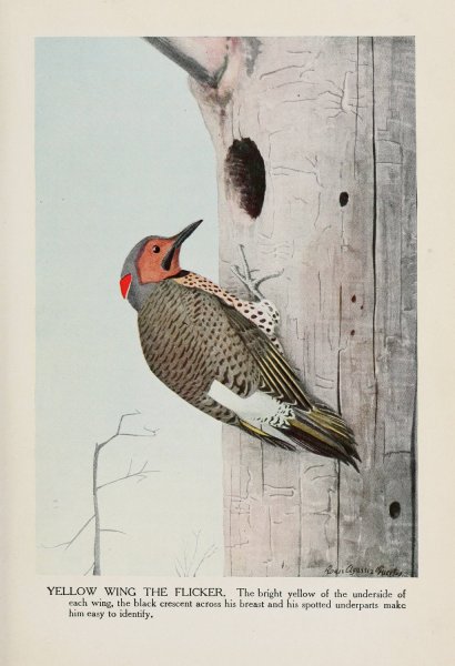 Main Product Photo of Yellow Wing the Flicker  Painting by Louis Agassiz Fuertes