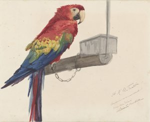 Parrot Oil painting by Louis-Charles Bombled