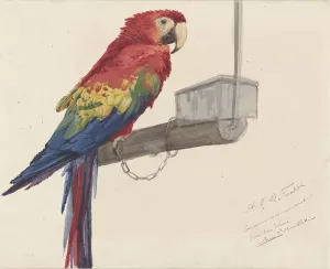 Parrot Oil painting by Louis-Charles Bombled