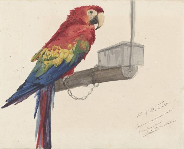 Parrot  by Louis-Charles Bombled - Hand-Painted Oil Painting Reproduction
