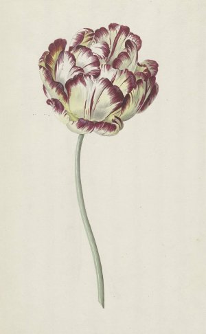 Tulp by Louis Moritz Oil Painting
