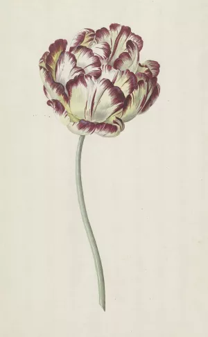 Tulp by Louis Moritz Oil Painting