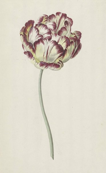 Main Product Photo of Tulp  Painting by Louis Moritz