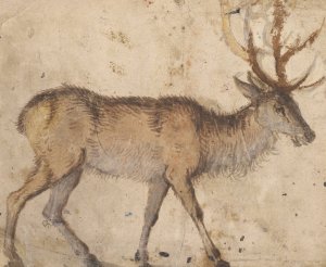 Study of a Stag by Lucas Cranach The Elder Oil Painting