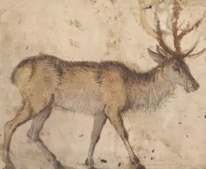 Study of a Stag by Lucas Cranach The Elder Oil Painting