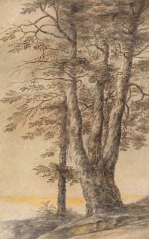 Study of Trees by Lucas Van Uden Oil Painting