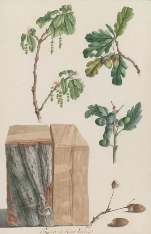 Studies of the blossoms, fruits and trunk of an English oak Oil painting by Ludwig Pfleger