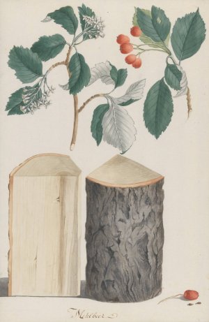 Studies of the leaves, blossoms, fruits and trunk of a whitebeam by Ludwig Pfleger Oil Painting