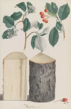 Studies of the leaves, blossoms, fruits and trunk of a whitebeam Oil painting by Ludwig Pfleger