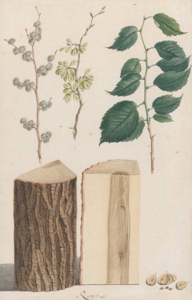 Studies of the leaves, blossoms, fruits and trunk of an English elm  by Ludwig Pfleger - Hand-Painted Oil Painting Reproduction
