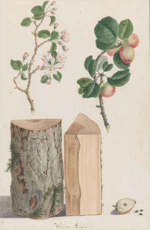 Studies of the trunk, blossoms and fruit of a wild apple tree by Ludwig Pfleger Oil Painting