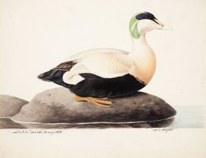 Common Eider, Male by Magnus Von Wright Oil Painting
